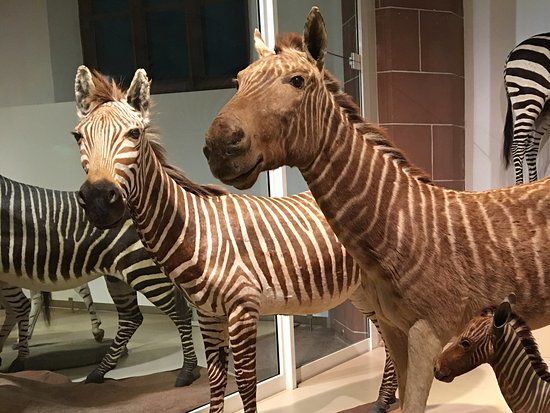 Naturhistorisches Museum Mainz